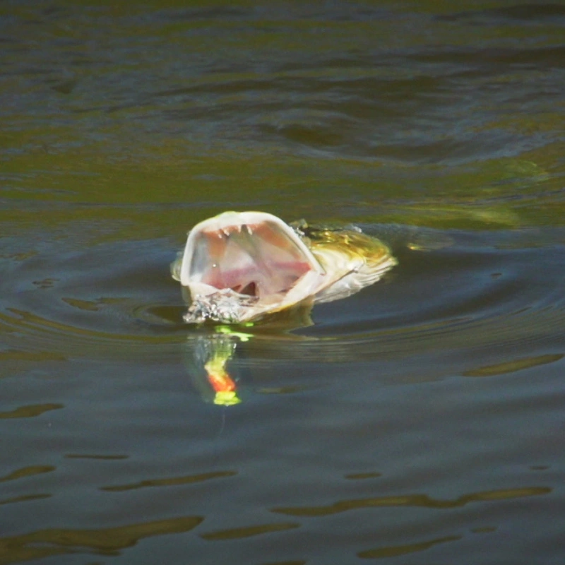 Fly-Dressing Howitzer Popper Heads - Image 4